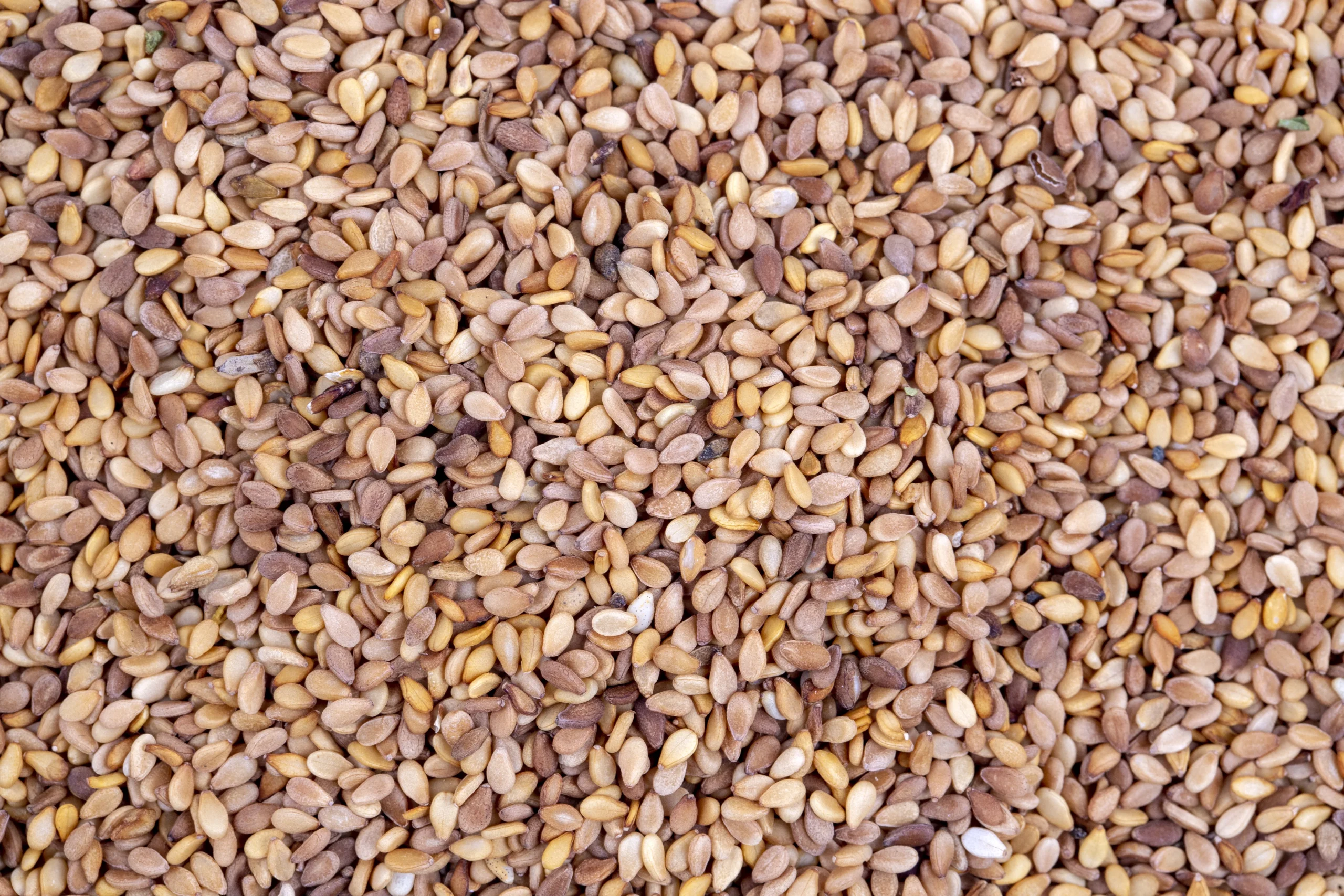 Red sesame