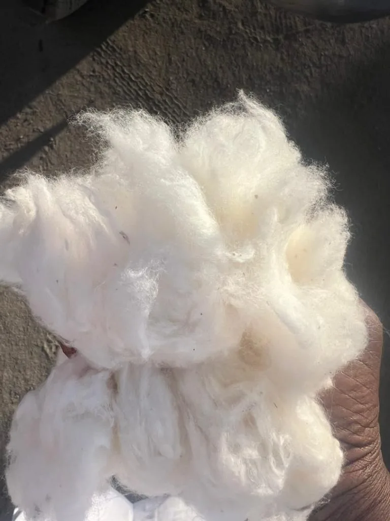 Cotton
